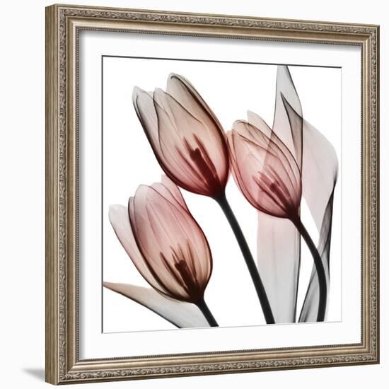 Splendid Tulips-Albert Koetsier-Framed Photographic Print