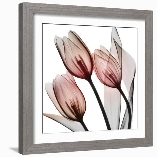 Splendid Tulips-Albert Koetsier-Framed Photographic Print