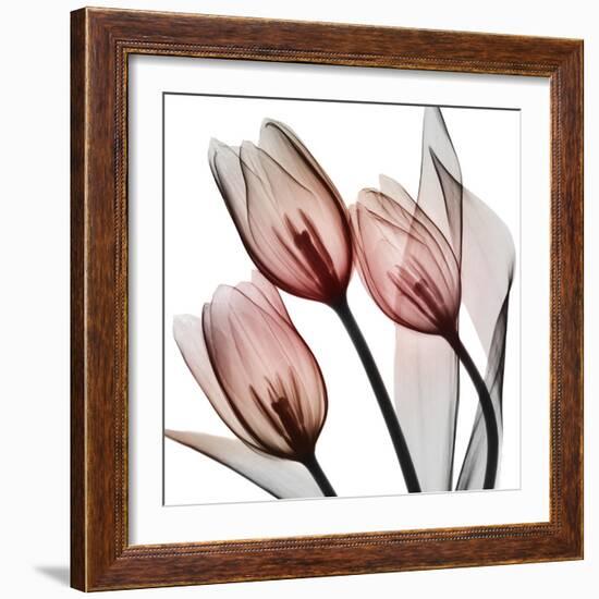 Splendid Tulips-Albert Koetsier-Framed Photographic Print