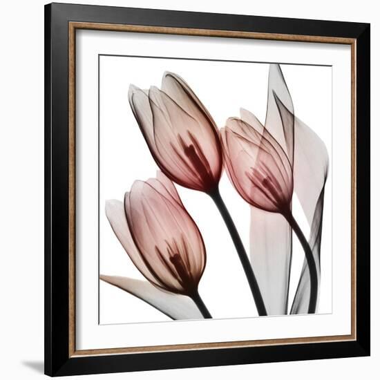 Splendid Tulips-Albert Koetsier-Framed Photographic Print