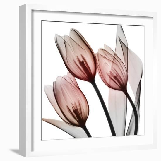 Splendid Tulips-Albert Koetsier-Framed Photographic Print