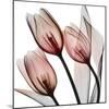 Splendid Tulips-Albert Koetsier-Mounted Photographic Print