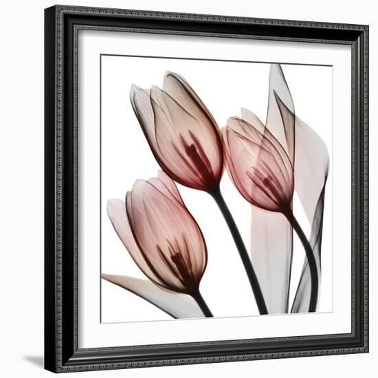 Splendid Tulips-Albert Koetsier-Framed Photographic Print