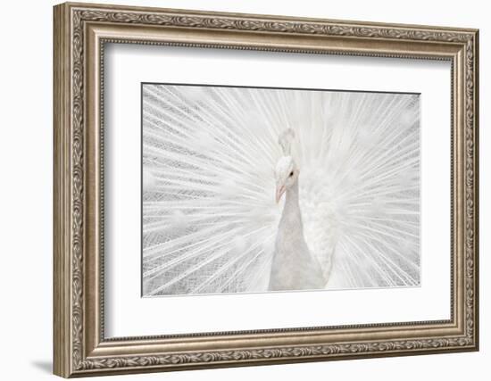 Splendid Whitie-null-Framed Photographic Print