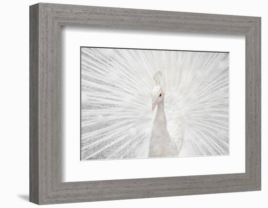 Splendid Whitie-null-Framed Photographic Print