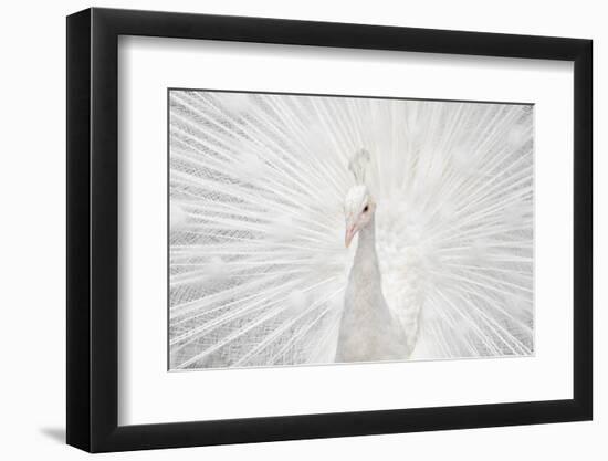 Splendid Whitie-null-Framed Photographic Print