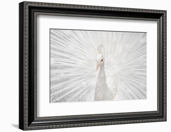 Splendid Whitie-null-Framed Photographic Print