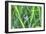 Splendor in the Grass-Robert Goldwitz-Framed Photographic Print