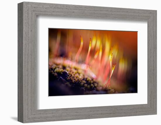 Splendor-Ursula Abresch-Framed Photographic Print