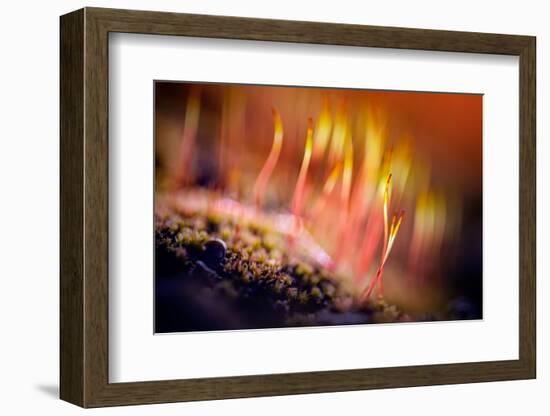 Splendor-Ursula Abresch-Framed Photographic Print