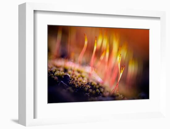 Splendor-Ursula Abresch-Framed Photographic Print