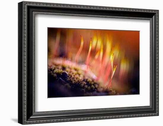 Splendor-Ursula Abresch-Framed Photographic Print