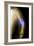 Splintered Arm Fracture, X-ray'-Du Cane Medical-Framed Photographic Print