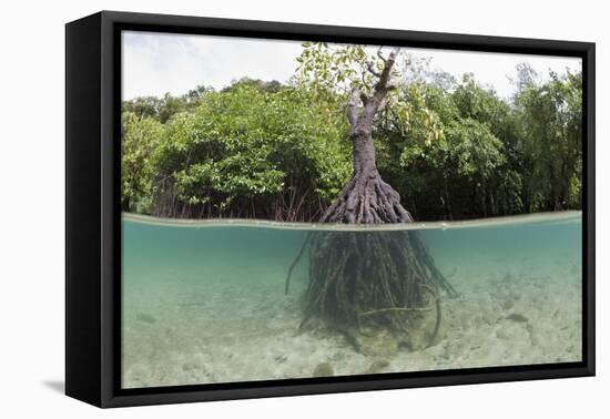 Split Image of a Large Mangrove and its Extensive Prop Root System-Reinhard Dirscherl-Framed Premier Image Canvas