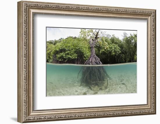 Split Image of a Large Mangrove and its Extensive Prop Root System-Reinhard Dirscherl-Framed Photographic Print