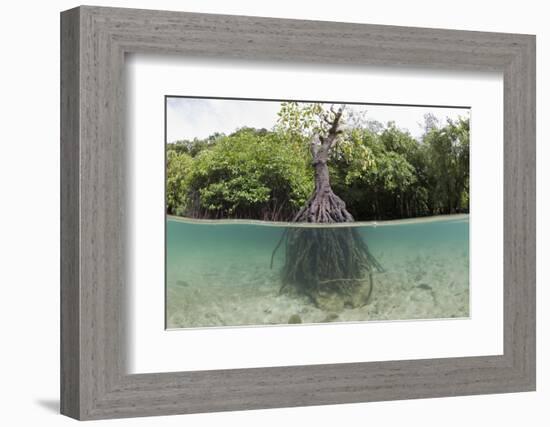 Split Image of a Large Mangrove and its Extensive Prop Root System-Reinhard Dirscherl-Framed Photographic Print