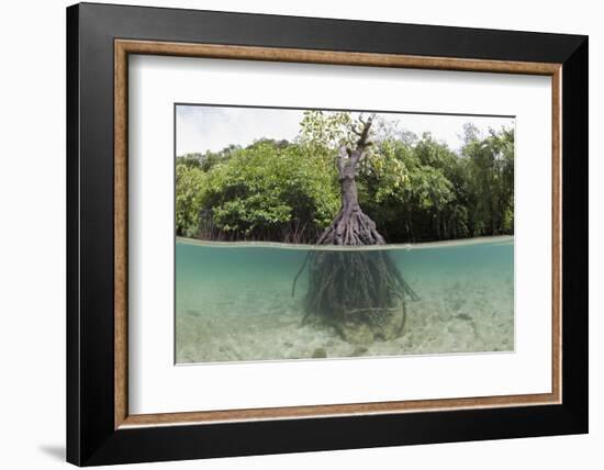 Split Image of a Large Mangrove and its Extensive Prop Root System-Reinhard Dirscherl-Framed Photographic Print