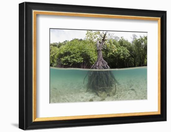 Split Image of a Large Mangrove and its Extensive Prop Root System-Reinhard Dirscherl-Framed Photographic Print