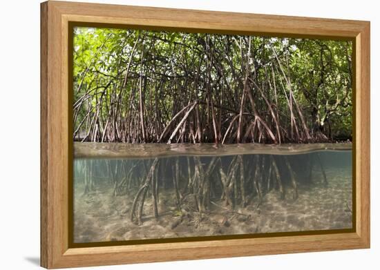 Split Image of Mangroves and their Extensive Prop Roots, Risong Bay, Micronesia, Palau-Reinhard Dirscherl-Framed Premier Image Canvas