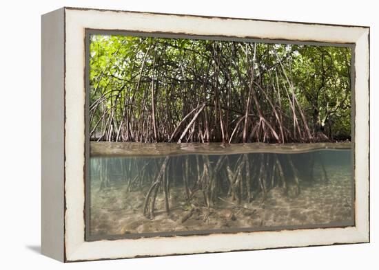 Split Image of Mangroves and their Extensive Prop Roots, Risong Bay, Micronesia, Palau-Reinhard Dirscherl-Framed Premier Image Canvas