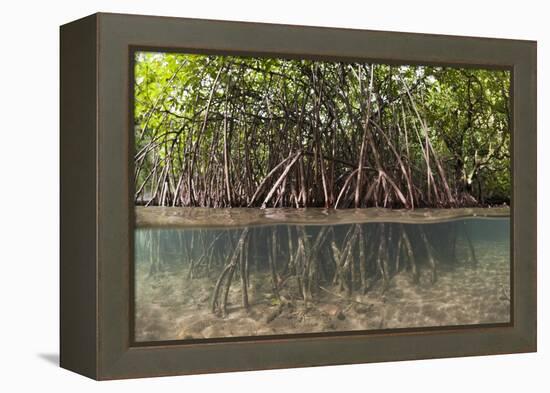 Split Image of Mangroves and their Extensive Prop Roots, Risong Bay, Micronesia, Palau-Reinhard Dirscherl-Framed Premier Image Canvas