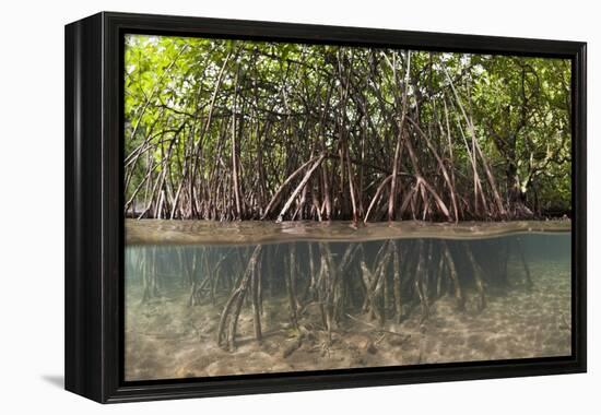 Split Image of Mangroves and their Extensive Prop Roots, Risong Bay, Micronesia, Palau-Reinhard Dirscherl-Framed Premier Image Canvas