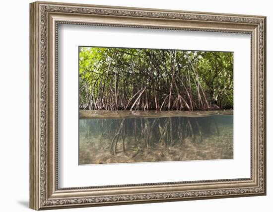 Split Image of Mangroves and their Extensive Prop Roots, Risong Bay, Micronesia, Palau-Reinhard Dirscherl-Framed Photographic Print