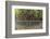 Split Image of Mangroves and their Extensive Prop Roots, Risong Bay, Micronesia, Palau-Reinhard Dirscherl-Framed Photographic Print