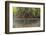 Split Image of Mangroves and their Extensive Prop Roots, Risong Bay, Micronesia, Palau-Reinhard Dirscherl-Framed Photographic Print