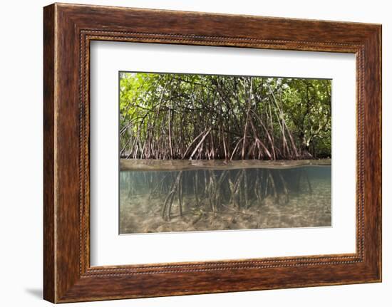 Split Image of Mangroves and their Extensive Prop Roots, Risong Bay, Micronesia, Palau-Reinhard Dirscherl-Framed Photographic Print