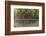 Split Image of Mangroves and their Extensive Prop Roots, Risong Bay, Micronesia, Palau-Reinhard Dirscherl-Framed Photographic Print