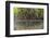 Split Image of Mangroves and their Extensive Prop Roots, Risong Bay, Micronesia, Palau-Reinhard Dirscherl-Framed Photographic Print