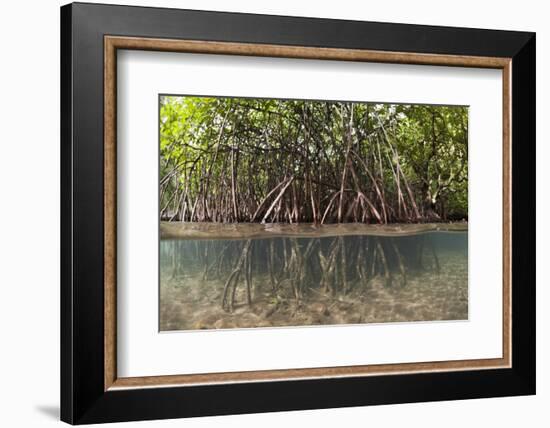 Split Image of Mangroves and their Extensive Prop Roots, Risong Bay, Micronesia, Palau-Reinhard Dirscherl-Framed Photographic Print