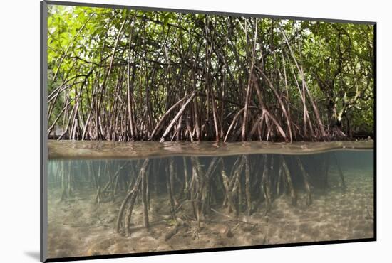 Split Image of Mangroves and their Extensive Prop Roots, Risong Bay, Micronesia, Palau-Reinhard Dirscherl-Mounted Photographic Print