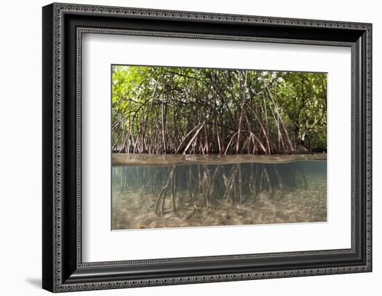 Split Image of Mangroves and their Extensive Prop Roots, Risong Bay, Micronesia, Palau-Reinhard Dirscherl-Framed Photographic Print