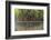 Split Image of Mangroves and their Extensive Prop Roots, Risong Bay, Micronesia, Palau-Reinhard Dirscherl-Framed Photographic Print