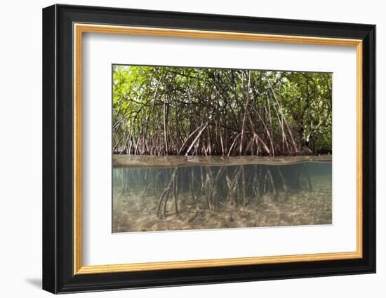 Split Image of Mangroves and their Extensive Prop Roots, Risong Bay, Micronesia, Palau-Reinhard Dirscherl-Framed Photographic Print