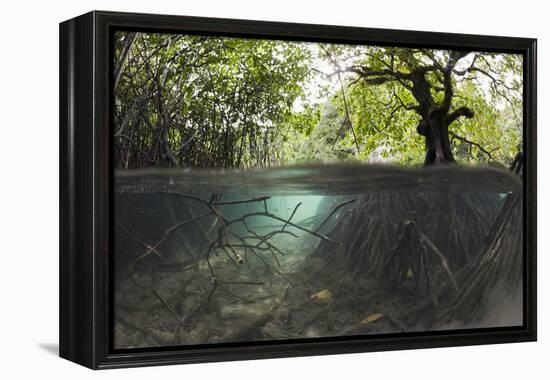 Split Image of Mangroves and their Extensive Underwater Prop Root System-Reinhard Dirscherl-Framed Premier Image Canvas
