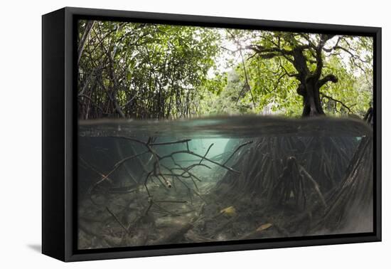 Split Image of Mangroves and their Extensive Underwater Prop Root System-Reinhard Dirscherl-Framed Premier Image Canvas