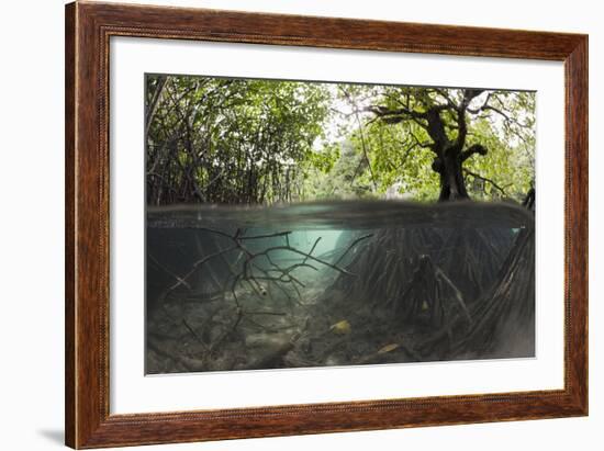 Split Image of Mangroves and their Extensive Underwater Prop Root System-Reinhard Dirscherl-Framed Photographic Print