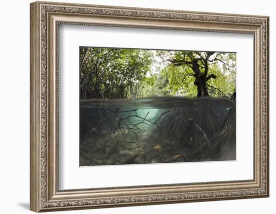 Split Image of Mangroves and their Extensive Underwater Prop Root System-Reinhard Dirscherl-Framed Photographic Print