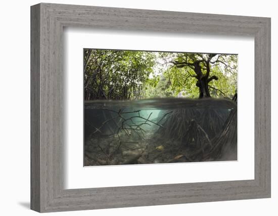 Split Image of Mangroves and their Extensive Underwater Prop Root System-Reinhard Dirscherl-Framed Photographic Print