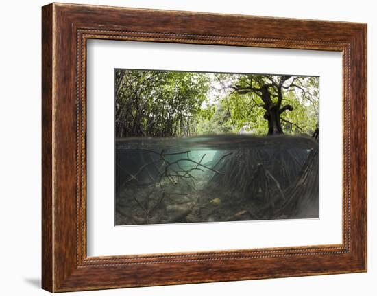 Split Image of Mangroves and their Extensive Underwater Prop Root System-Reinhard Dirscherl-Framed Photographic Print