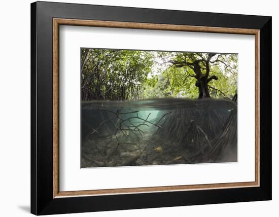 Split Image of Mangroves and their Extensive Underwater Prop Root System-Reinhard Dirscherl-Framed Photographic Print