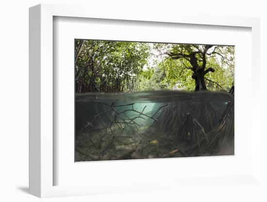 Split Image of Mangroves and their Extensive Underwater Prop Root System-Reinhard Dirscherl-Framed Photographic Print