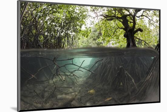 Split Image of Mangroves and their Extensive Underwater Prop Root System-Reinhard Dirscherl-Mounted Photographic Print