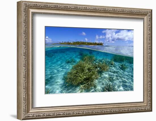 Split image of staghorn coral, Acropora sp., and uninhabited island, Ailuk atoll, Marshall Islands-Andre Seale-Framed Photographic Print