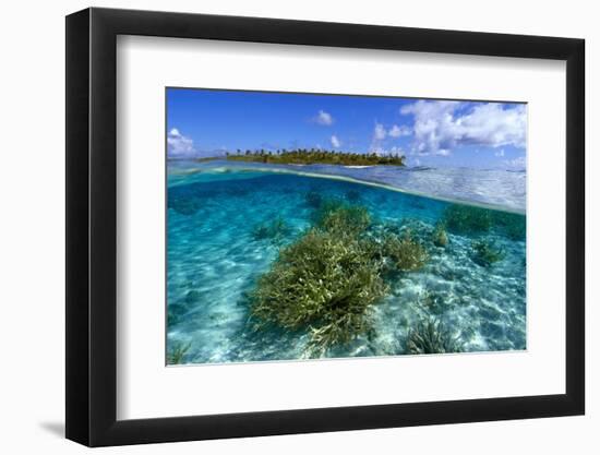 Split image of staghorn coral, Acropora sp., and uninhabited island, Ailuk atoll, Marshall Islands-Andre Seale-Framed Photographic Print