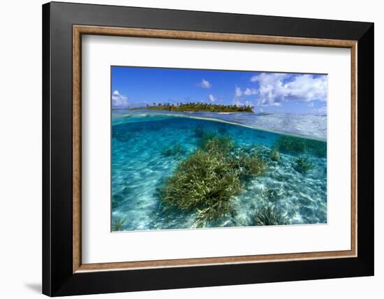 Split image of staghorn coral, Acropora sp., and uninhabited island, Ailuk atoll, Marshall Islands-Andre Seale-Framed Photographic Print