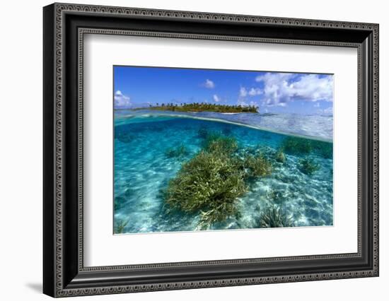 Split image of staghorn coral, Acropora sp., and uninhabited island, Ailuk atoll, Marshall Islands-Andre Seale-Framed Photographic Print